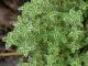 Herbal Remedies For Liver Cancer